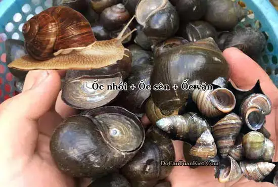 Thành Phần Và Đặc Tính Nổi Bật Của Mồi Câu Cá Vân Nguyễn Thành Phần Và Đặc Tính Nổi Bật Của Mồi Câu Cá Vân Nguyễn