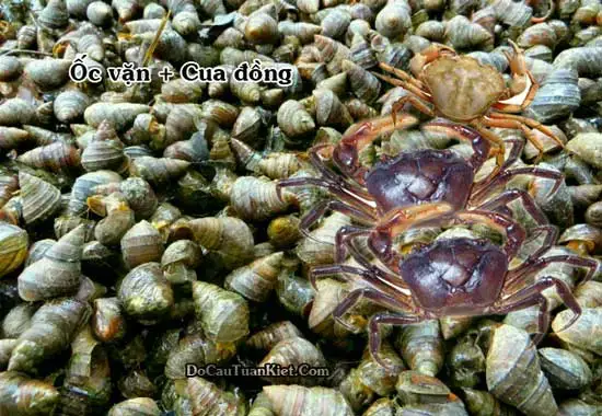 Mồi Câu Cá Vân Nguyễn Là Gì? Thông Tin Tổng Quan Mồi Câu Cá Vân Nguyễn Là Gì? Thông Tin Tổng Quan