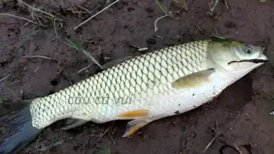 Các Loại Mồi Câu Cá Vền Phổ Biến Và Hiệu Quả Nhất Các Loại Mồi Câu Cá Vền Phổ Biến Và Hiệu Quả Nhất