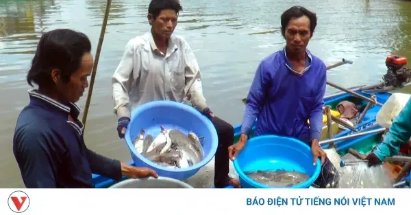 Nghề Săn Cá Vồ Chó Của Người Dân Cà Mau