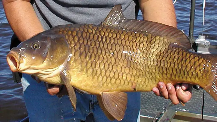 Mồi Câu Lăng Xê Cá Chép Mùa Đông