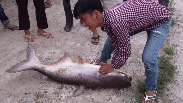 Khi Nào Sử Dụng Bài Mồi Câu Cá Tra Cháo Rết Bò Cạp