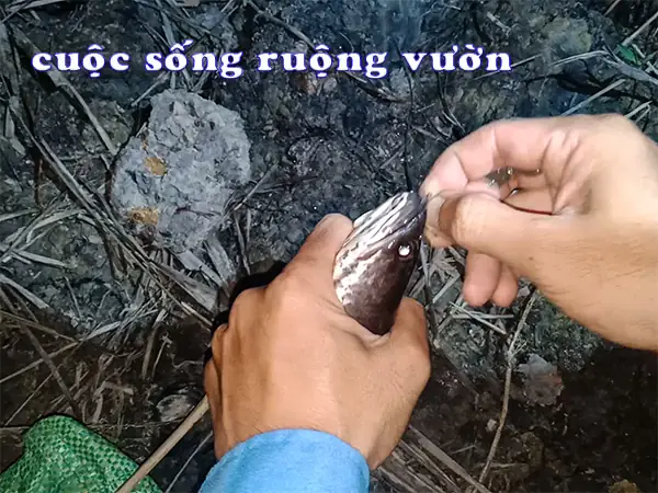 Cắm Câu Cá Lóc Bằng Mồi Gì Để Có Thể Đạt Được Hiệu Quả Tối Đa