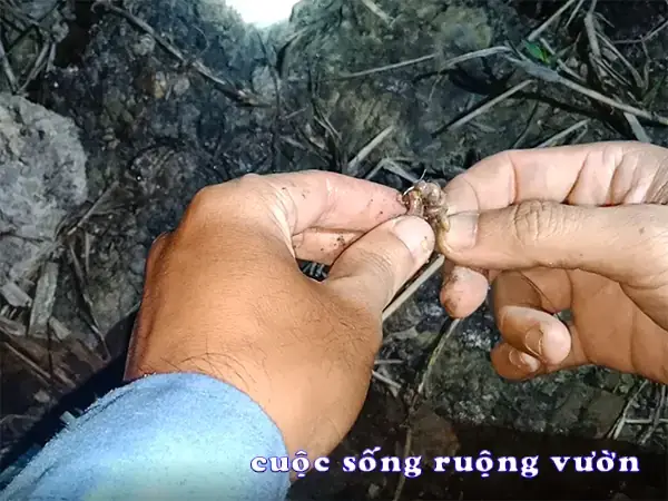 Hướng Dẫn Làm Mồi Chuối Câu Cá Tra Hiệu Quả - Aquatech