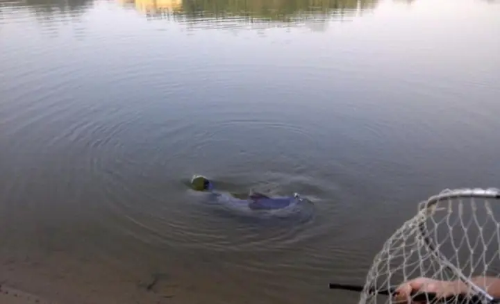 Mồi Đậu Phộng Câu Cá