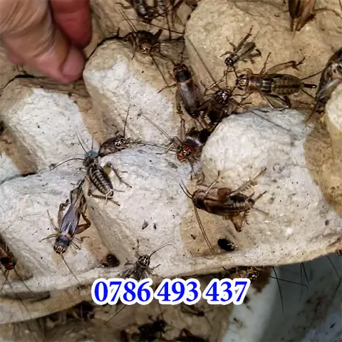 Mồi Dế Câu Được Cá Gì? Loài Cá Nào "nghiện" Mồi Dế Nhất?