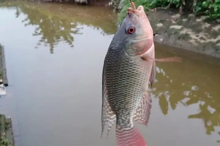 Hướng Dẫn Cách Làm Mồi Câu Cá Rô Phi Hiệu Quả Ngay Tại Nhà