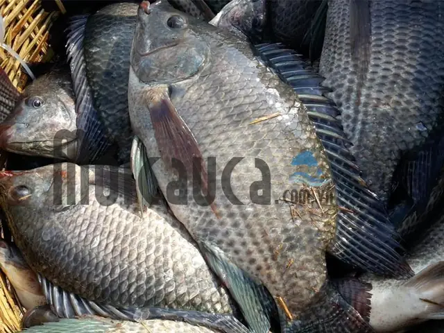 Mồi Câu Cá Rô Phi To, Rô Phi Cụ Nhạy