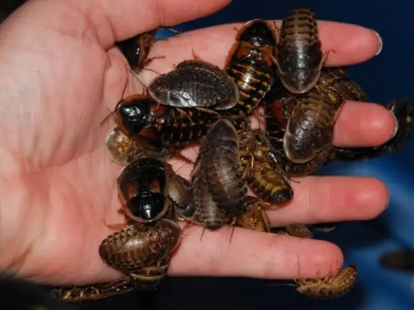 Cắm Câu Cá Lóc Bằng Mồi Gì ? Dạng Mồi Thứ Ba Dùng Để Cắm Câu Cá Lóc: Gián Đất, Gián, Thằn Lằn..