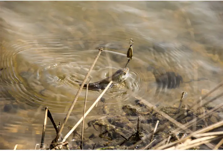 Mồi Giả Câu Suối Spoon M6_fish Mồi Giả Câu Suối Spoon M6_fish