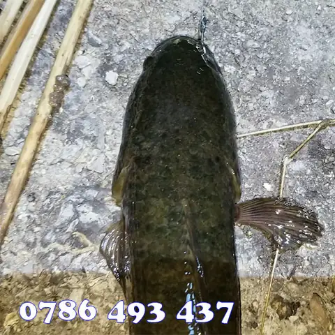 Hướng Dẫn Câu Cá Lóc Bằng Cách Sử Dụng Mồi Dế Và Một Số Vấn Đề ...