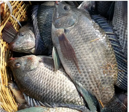 Thức Ăn Của Cá Rô Phi Tự Nhiên