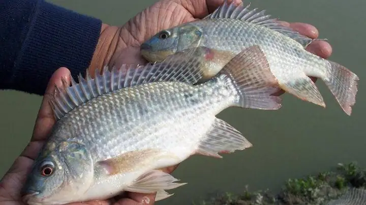 Khu Vực Hoạt Động Của Cá Rô Phi Tự Nhiên