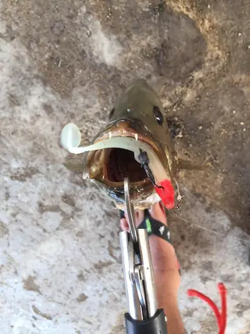 Mồi Mềm Câu Cá Chẽm