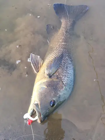 Mồi Mềm Câu Cá Chẽm