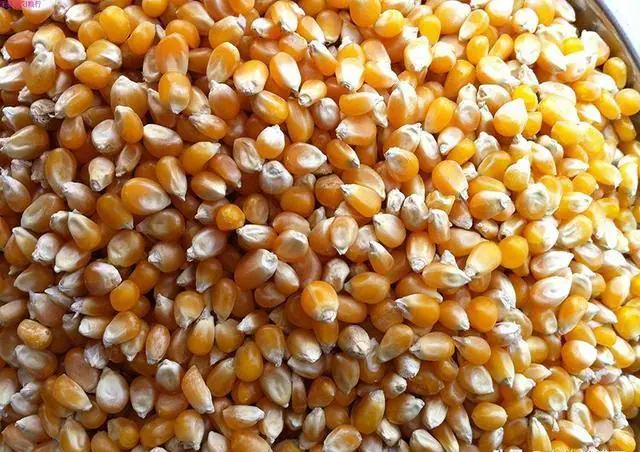 Mồi Ngũ Cốc Câu Cá Chép: Công Thức Tự Làm Hiệu Quả Cao Mồi Ngũ Cốc Câu Cá Chép: Công Thức Tự Làm Hiệu Quả Cao