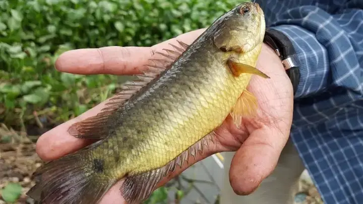 Tầm Quan Trọng Của Mồi Nhử Cá Rô Trong Kỹ Thuật Câu Cá