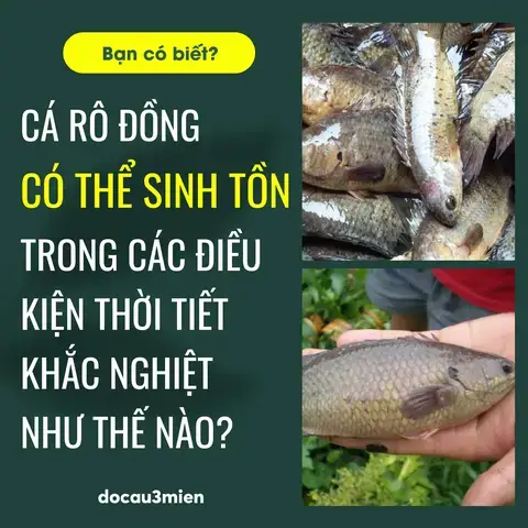 Các Công Thức Pha Chế Mồi Nhử Cá Rô Hiệu Quả Nhất