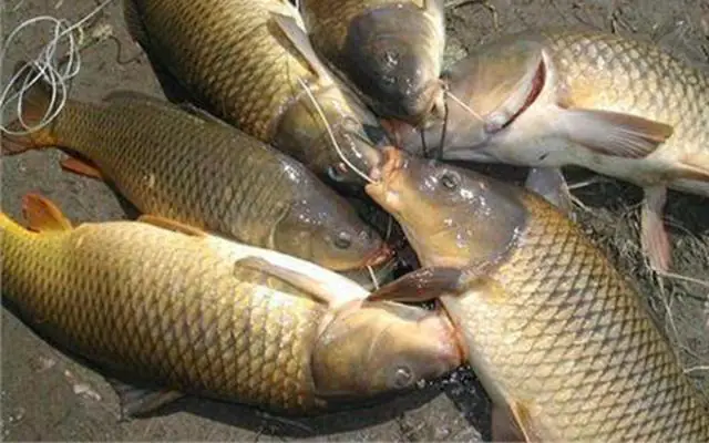 Mồi Thuốc Câu Cá Chép: Bí Quyết Chuyên Gia Để Câu Trúng Đậm