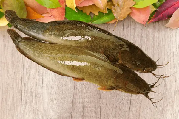 Bí Quyết Tự Làm Mồi Thuốc Bắc Câu Cá Trê Hiệu Quả Bất Ngờ Bí Quyết Tự Làm Mồi Thuốc Bắc Câu Cá Trê Hiệu Quả Bất Ngờ