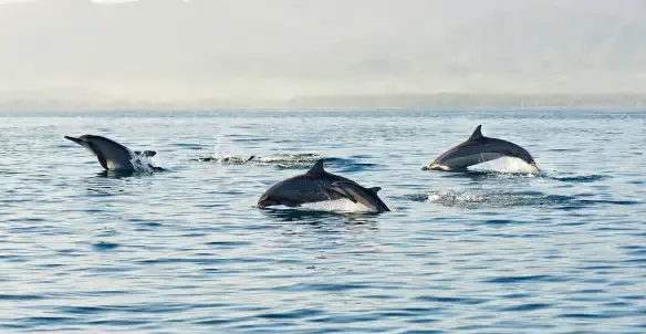 Cá Heo: Đặc Điểm, Tập Tính Và Địa Điểm Có Thể Chiêm Ngưỡng Cá Heo