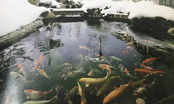 Nhiệt Độ Môi Trường Sống, Sự Sinh Sản, Kích Thước Và Tuổi Của Cá Koi ...