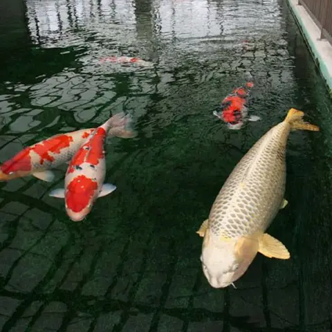 Tiêu Chí Cần Có Để Cá Koi Có Môi Trường Sống Lý Tưởng – Công Ty ...