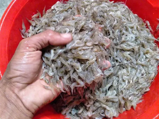 Phân Loại Mồi Câu