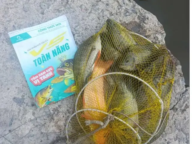 Mồi Câu Cá Là Gì?