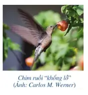 Một Bể Nuôi Cá Cảnh Dạng Hình Hộp Chữ Nhật Một Bể Nuôi Cá Cảnh Dạng Hình Hộp Chữ Nhật