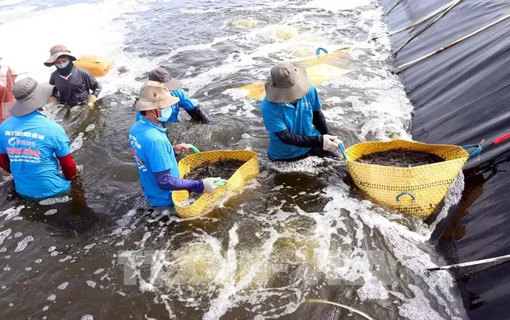 Mô Hình Nuôi Trồng Thuỷ Sản Nước Ngọt Là Gì? Mô Hình Nuôi Trồng Thuỷ Sản Nước Ngọt Là Gì?