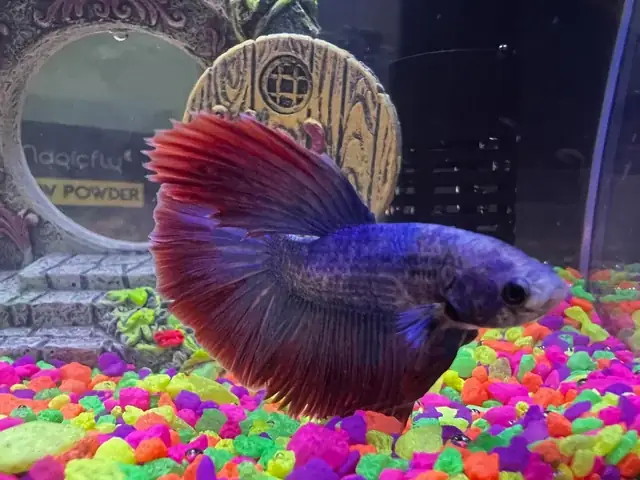 Một Tuần Nên Ăn Mấy Bữa Cá Để Tốt Cho Sức Khỏe? Một Tuần Nên Ăn Mấy Bữa Cá Để Tốt Cho Sức Khỏe?