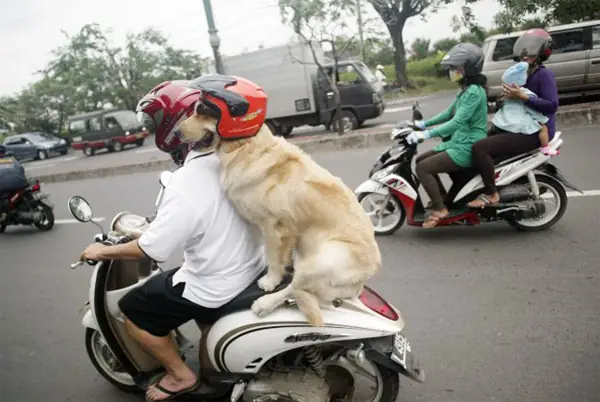 Mũ Bảo Hiểm Của Chó Là Gì? Ứng Dụng Thú Vị Trong Bảo Vệ Và Nghiên Cứu Động Vật Mũ Bảo Hiểm Của Chó Là Gì? Ứng Dụng Thú Vị Trong Bảo Vệ Và Nghiên Cứu Động Vật