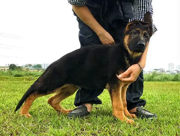 Mua Bán Chó Becgie Đức Con Mua Bán Chó Becgie Đức Con