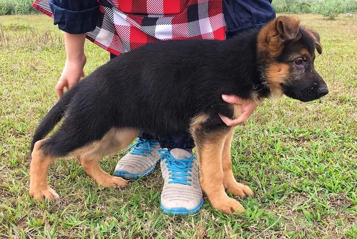 Chó Becgie Con Chó Becgie Con