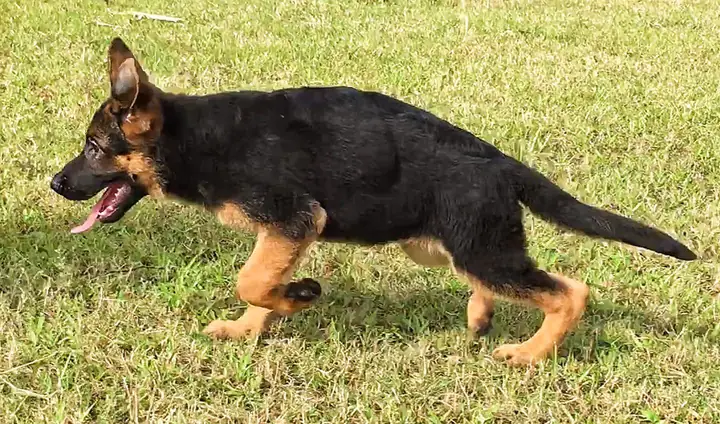 Bán Chó Becgie Con Bán Chó Becgie Con