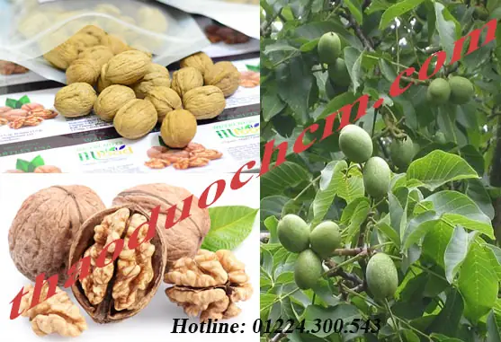 Mua Bán Quả Óc Chó Ở Trà Vinh | Quả Óc Chó Ngăn Ngừa Bệnh Mãn Tính Mua Bán Quả Óc Chó Ở Trà Vinh | Quả Óc Chó Ngăn Ngừa Bệnh Mãn Tính