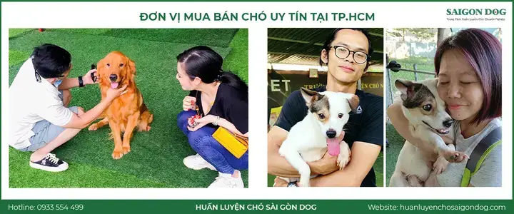 Những Yếu Tố Tạo Nên Một Chú Chó Trông Nhà Tốt Những Yếu Tố Tạo Nên Một Chú Chó Trông Nhà Tốt