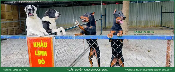 Các Giống Chó Phổ Biến Thích Hợp Trông Nhà Các Giống Chó Phổ Biến Thích Hợp Trông Nhà