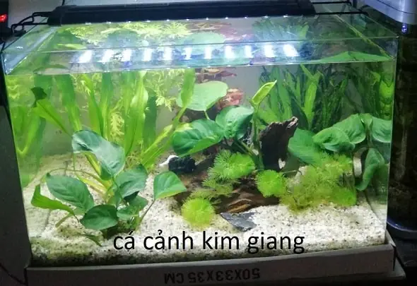 Chọn Mua Bể Cá Mini Đúc D04
