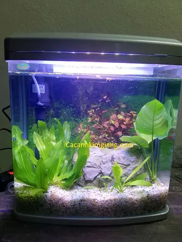 Chọn Mua Bể Cá Mini Đúc D01