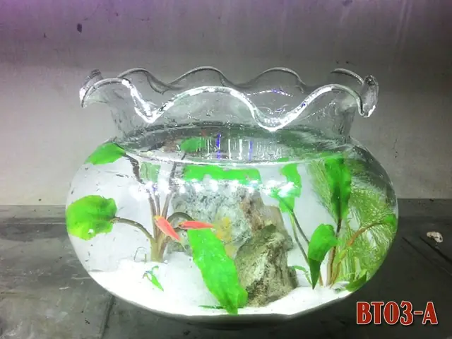 Chọn Mua Bể Cá Mini Trong Bt 03