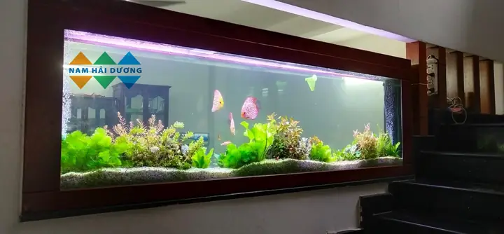 Mua Bể Cá Cảnh Ở Hải Dương
