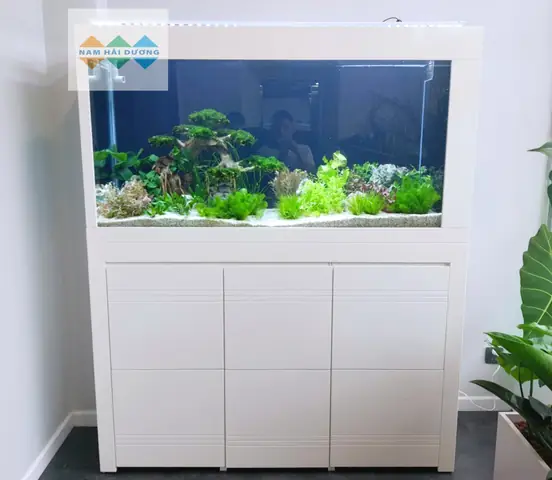 Mua Bể Cá Cảnh Ở Hải Dương