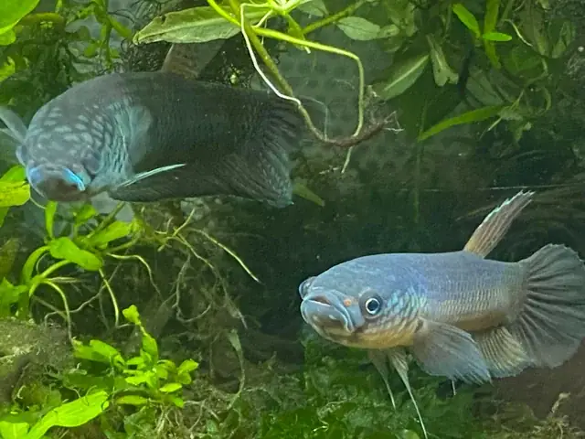 Mua Bể Cá Cảnh Tại Nam Định: Cẩm Nang Toàn Diện Từ A-z