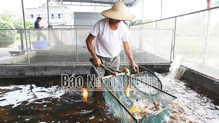 Cả Làng Ở Nam Định Khá Giả Hẳn Lên Nhờ Nghề Nuôi Một Con Vật Làm Cảnh, Mua Thú Vui Cho Thiên Hạ - Ảnh 1.