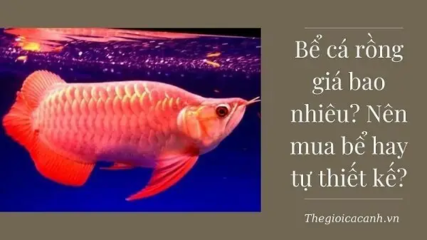 Bể Cá Rồng Giá Bao Nhiêu? Nên Mua Bể Hay Tự Thiết Kế?