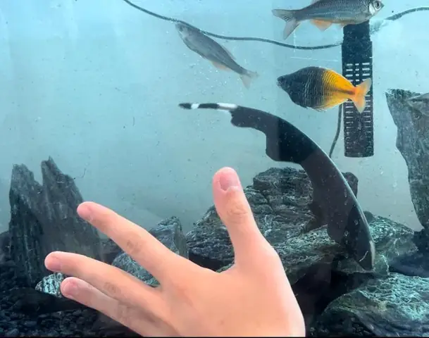 Hướng Dẫn Mua Bèo Nuôi Cá: Loại Bèo Tốt Nhất, Cách Trồng Và Bảo Dưỡng