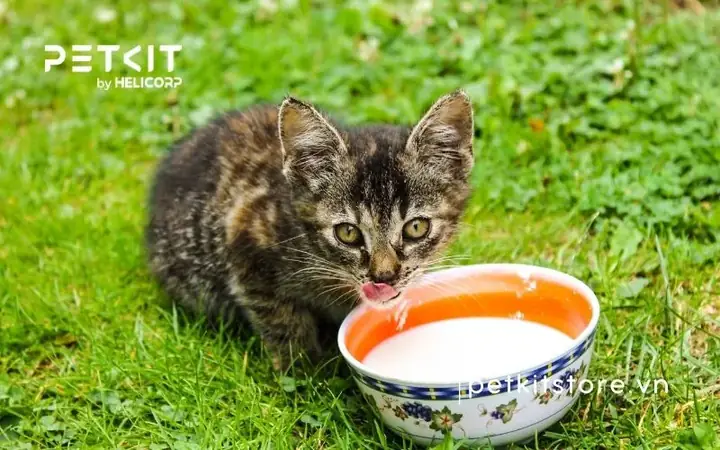Vì Sao Mèo Con Cần Uống Sữa Đúng Cách?