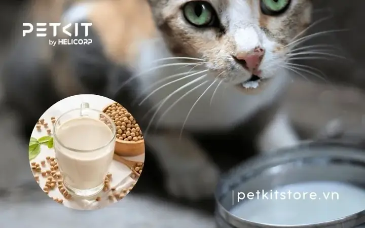 Cho Mèo Con Uống Sữa Đậu Nành Được Không?